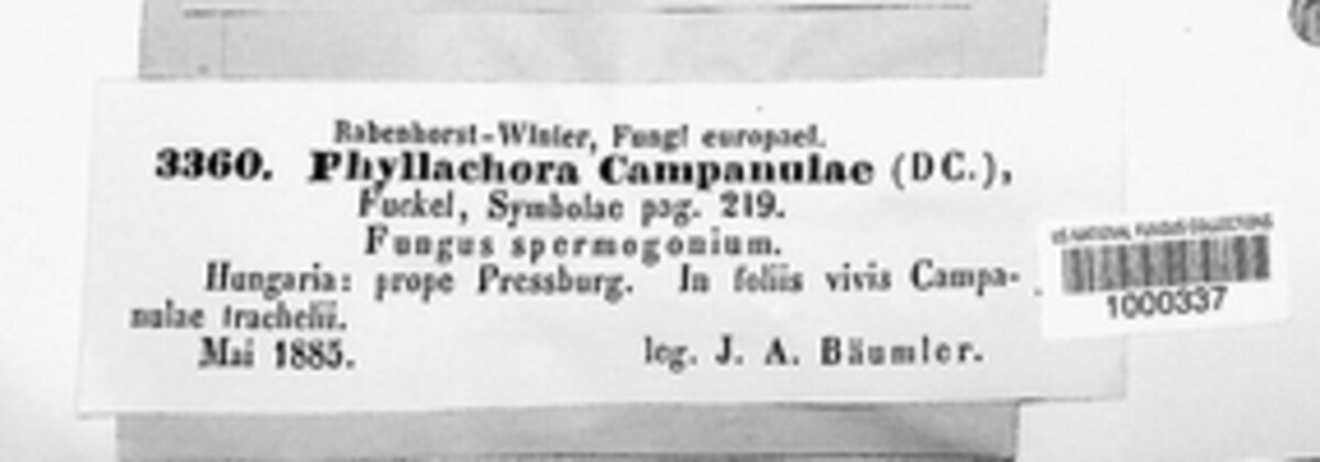 Leptotrochila campanulae image